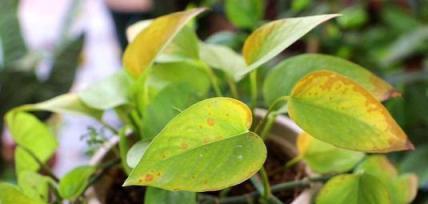 黃金葛用這3種水澆，兌水澆花當花肥，春天正好補肥