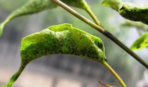 預防植物感染蟲害要掌握幾個技巧，否則容易感染這8種常見害蟲