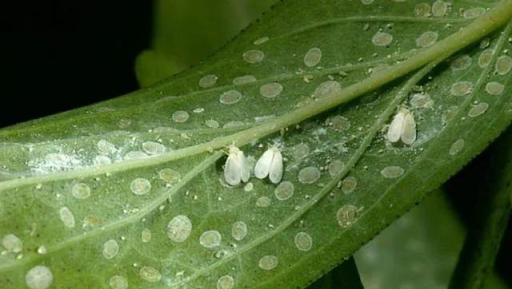 預防植物感染蟲害要掌握幾個技巧，否則容易感染這8種常見害蟲