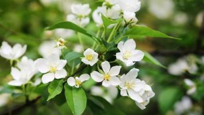 夏季正值茉莉生長旺季，做好這「幾點」，花朵大又香