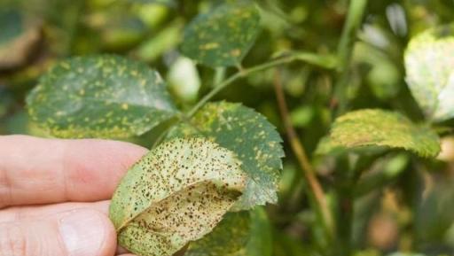 最近陰雨連綿，植物葉子容易長「鏽斑」，教你正確預防和處理