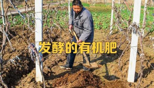 施肥講究合理搭配，有機肥、無機肥、生物菌肥，三種如何一起用？