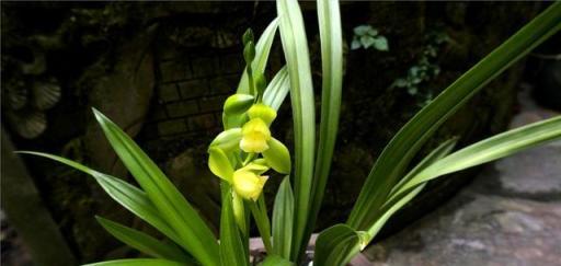 蘭花從種植到開花所需的時間：生長過程與養護全攻略