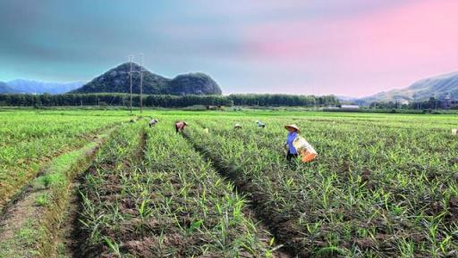 玉米、花生、生薑、芋頭，底肥和追肥各施什麼肥料高產？別選錯了