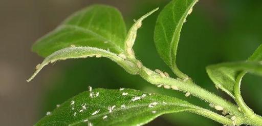 預防植物感染蟲害要掌握幾個技巧，否則容易感染這8種常見害蟲