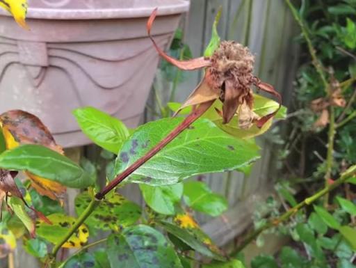 秋冬季節室內養花不用愁，簡單兩種殺菌藥，防治大部分病害