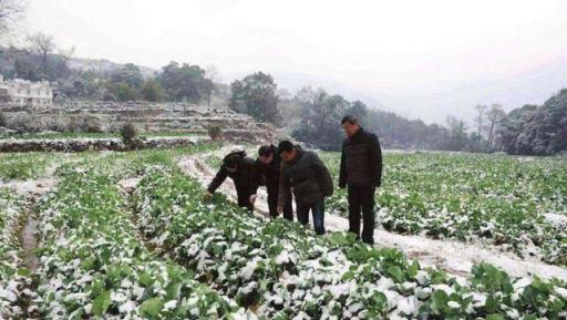 植物低溫凍害：為何會發生？怎樣防護？如何補救？防凍劑有用嗎？