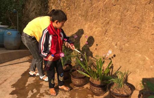 植物施肥過多，燒根了怎麼辦？澆水稀釋、清根換盆、遮陰養護