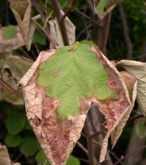 室內植物常見的10個不良症狀，需及時處理，否則植物容易掛掉