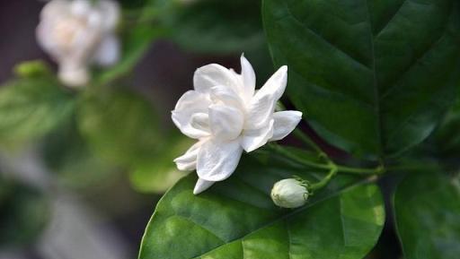 茉莉花就是花中的白雪公主，養護7步走，每年開花都不耽誤