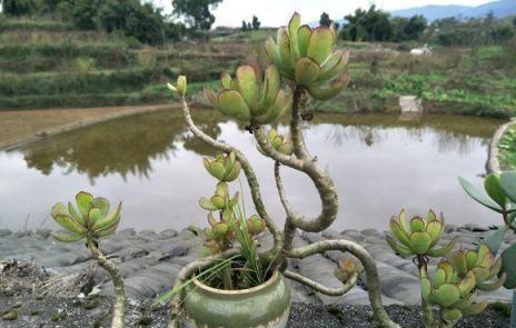 多肉植物的四季照護，這種急救方式，非常的管用，建議收藏