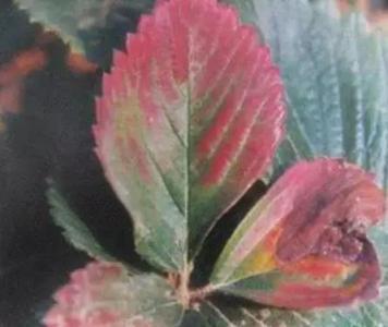 草莓葉片發黑、發紅咋辦？找準原因、對症下藥，還草莓一片綠