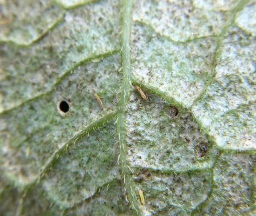 預防植物感染蟲害要掌握幾個技巧，否則容易感染這8種常見害蟲