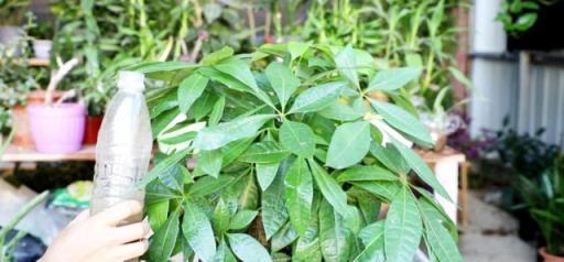 抓把黃豆，煮煮泡水密封好，發酵後養花，植物根莖嗖嗖竄滿盆