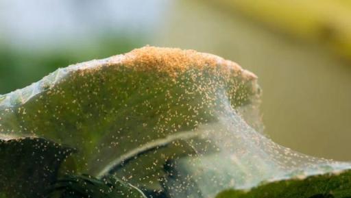 預防植物感染蟲害要掌握幾個技巧，否則容易感染這8種常見害蟲