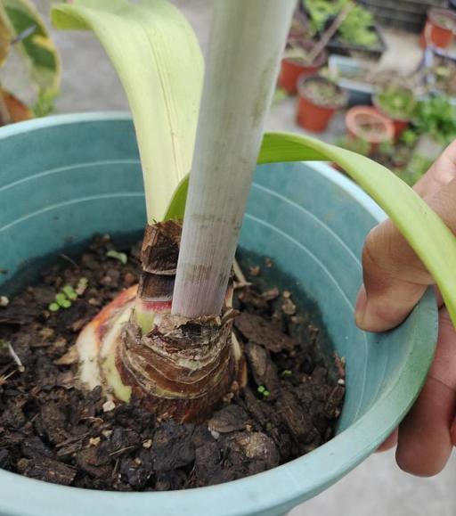 室內養花用合適的盆和土，植物花卉生長存活更輕鬆