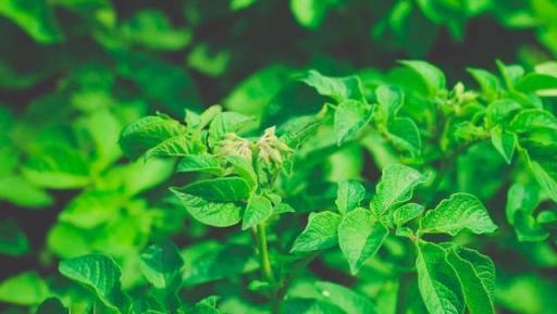 夏日6種花，必須狠狠剪，捨不得剪是「傻瓜」！影響下次開花！