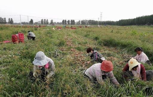 大棚蔬菜洋蔥膨大用什麼肥料好？洋蔥追施什麼根莖塊膨大素好？