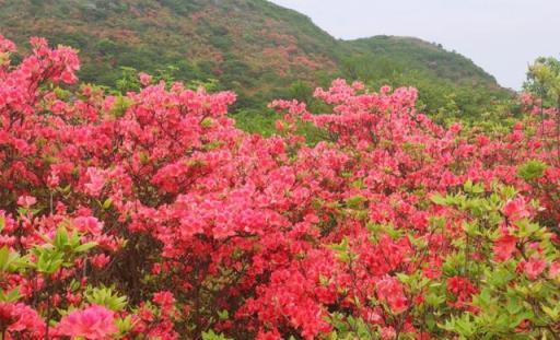 養這「12種花」，別往葉片上噴水，容易黃葉、腐爛和枯萎