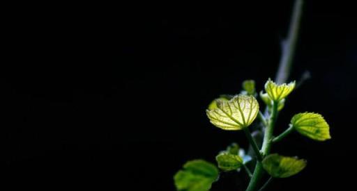 養花新手必看！開花的「三要素」解密，讓你事半功倍！