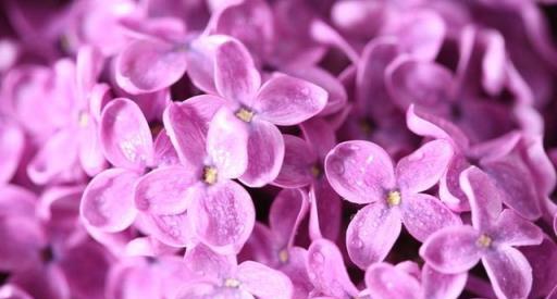 花卉知識|丁香花，一朵可提取香精的花~