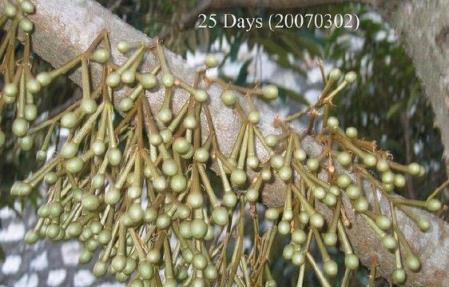 用照片見證榴蓮的生長過程 看榴蓮花開