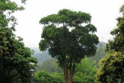 20種象徵富貴長壽的家居綠植（上）