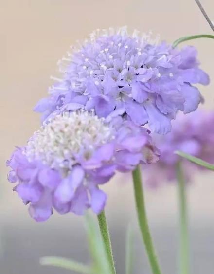 花園裡至美的10種多年生草本花兒