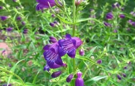 花園裡至美的10種多年生草本花兒