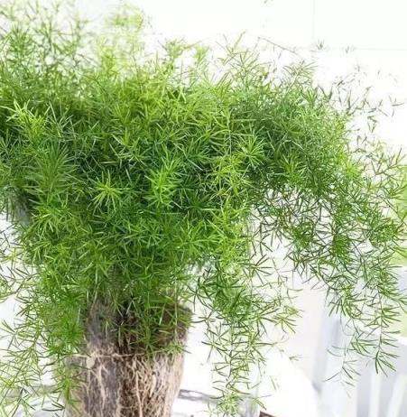 20個長得非常華麗的耐陰植物，你喜歡誰？