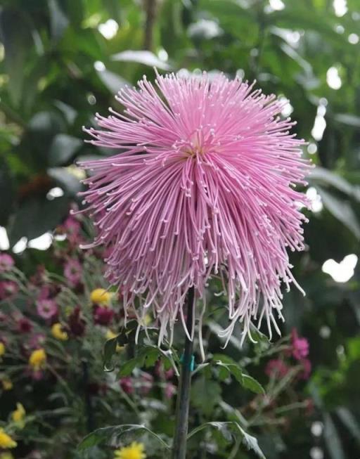 菊花原來有這麼多種形態，你真的認識它麼？