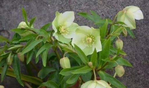 10種比較耐看的多年生植物，花園常備花兒