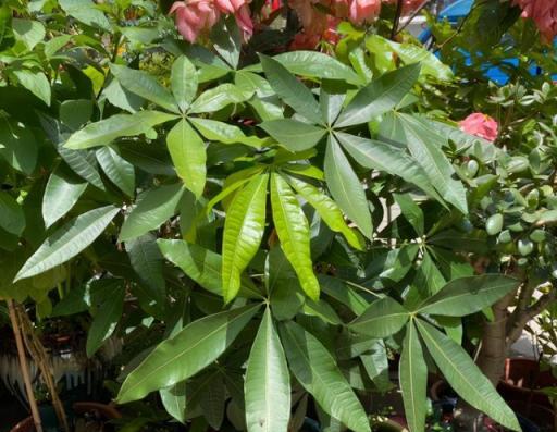 發財樹夏季黃葉？教你2招，讓它枝繁葉茂，葉子大又綠