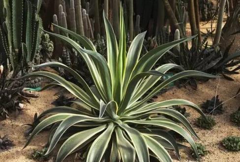 家居花卉植物吸毒排行榜，淨化室內環境汙染四條原則