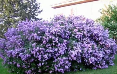 丁香花也能這麼美，怎麼養出來的？