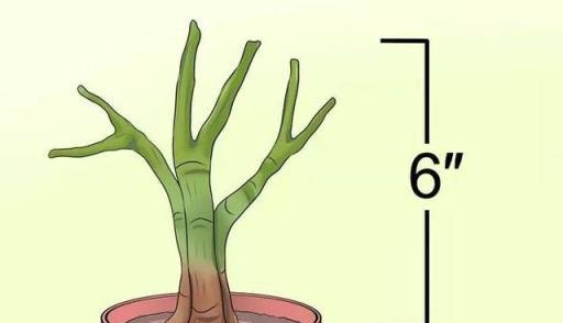 家裡的鴨腳木長得太亂，簡單2步教你修剪