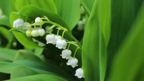 種上這10種芳香花卉，家裡一年四季都有花香