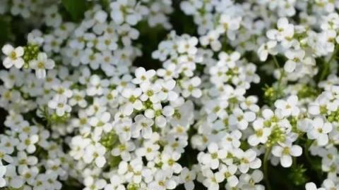 種上這10種芳香花卉，家裡一年四季都有花香