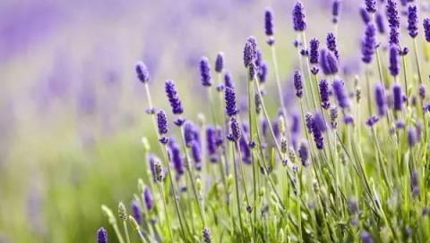 種上這10種芳香花卉，家裡一年四季都有花香