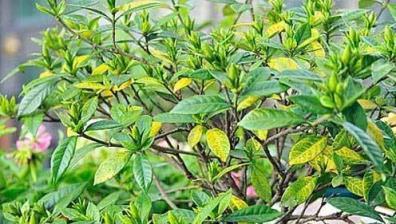 養花技巧：家養花卉根外施肥方法，花卉營養補充方法