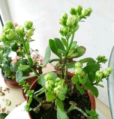 長壽花老是養不好，你可能忽略了這些原因！