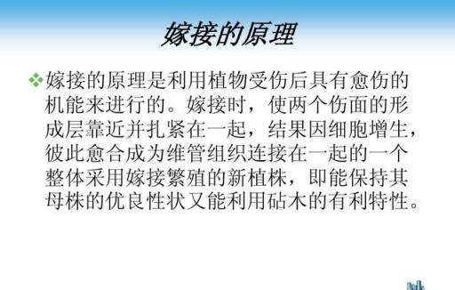 果樹嫁接技術要點及注意方法！學會了你也可以成為嫁接高手！