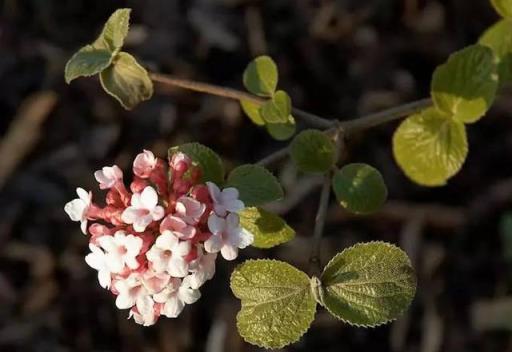 人們評選心目中的17中芬芳花卉，猜猜第一名是哪種花？