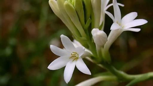 人們評選心目中的17中芬芳花卉，猜猜第一名是哪種花？