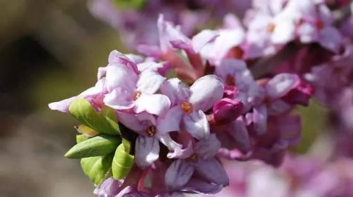 人們評選心目中的17中芬芳花卉，猜猜第一名是哪種花？