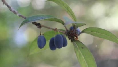 你見過桂花樹結果實嗎？竟然長這樣