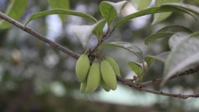 你見過桂花樹結果實嗎？竟然長這樣