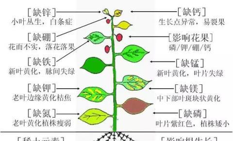 手把手教你配製花卉盆栽的營養液，學會就不用買咯