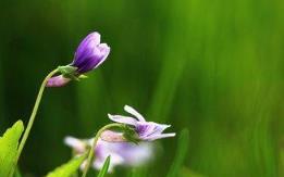 花卉殺手都可以養的花卉，雖和野草一樣好養，卻美翻了我的陽臺