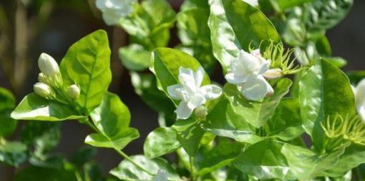 茉莉花不開花，從這5方面原因入手讓你的茉莉花開滿盆！